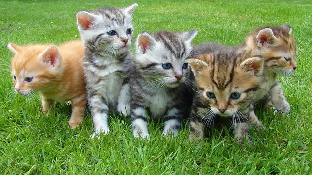 Biasanya para pecinta kucing ini paham dengan sifat binatang manja yang satu ini.