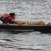 Wanita pemberani ini rela 'berbagi' perahu dengan harimau Sumatra untuk seberangi sungai di Bengkulu demi selamatkan nyawa si hewan buas.