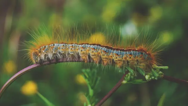 Cartepillar