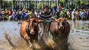Seorang joki memacu sapi saat karapan dalam Festival Sapeh Brujul di Probolinggo, Jawa Timur pada Minggu 24 Mei 2026. (Juni KRISWANTO/AFP)