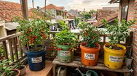 9 Jenis Tanaman Buah yang Cocok Untuk Ditanam di Ember, Praktis dan Produktif