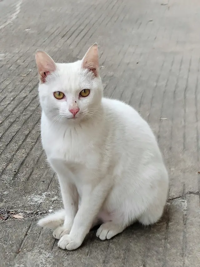 Khao Manee