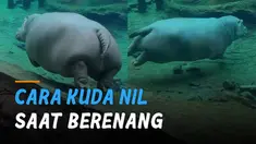 Momen menggemaskan seekor kuda nil saat berenang di sebuah akuarium.