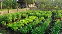 9 Tanaman Lalapan yang Bisa Dipanen Hampir Setiap Hari, Kaya Nutrisi Dikonsumsi