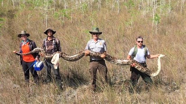 Piton sepanjang 5,2 meter ditemukan di Florida AS (Facebook: Big Cypress National Preserve)