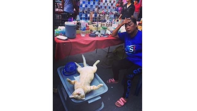 Potret 7 Kucing Rebahan Ini Bikin Geleng Kepala