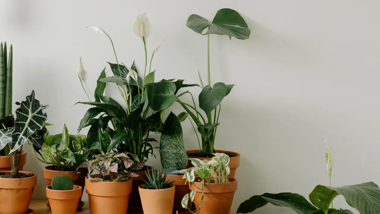 15 Tanaman Hias yang Bagus untuk Teras Rumah Minimalis, Segar dan Tahan ...