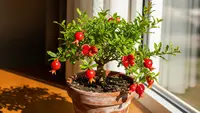 10 Pohon Buah Berbentuk Unik untuk Penghias Teras agar Lebih Teduh dan Cantik