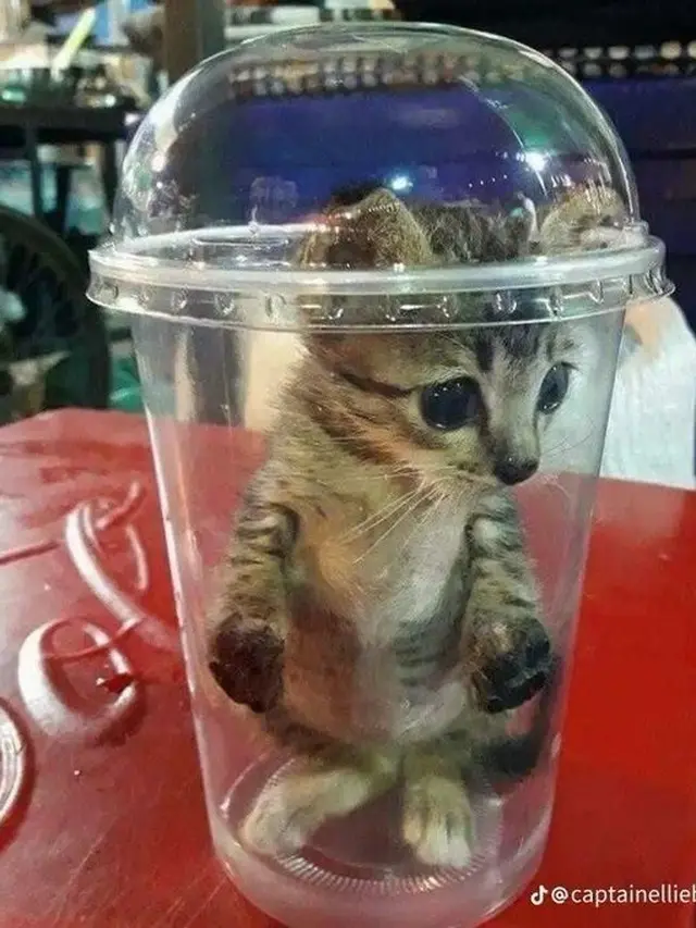 6 Aksi Kucing Masuk ke Dalam Gelas Ini Banyak Tingkah, Ada-Ada Saja