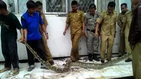 2 Ular Piton Sambangi Kantor Gubernur Bengkulu