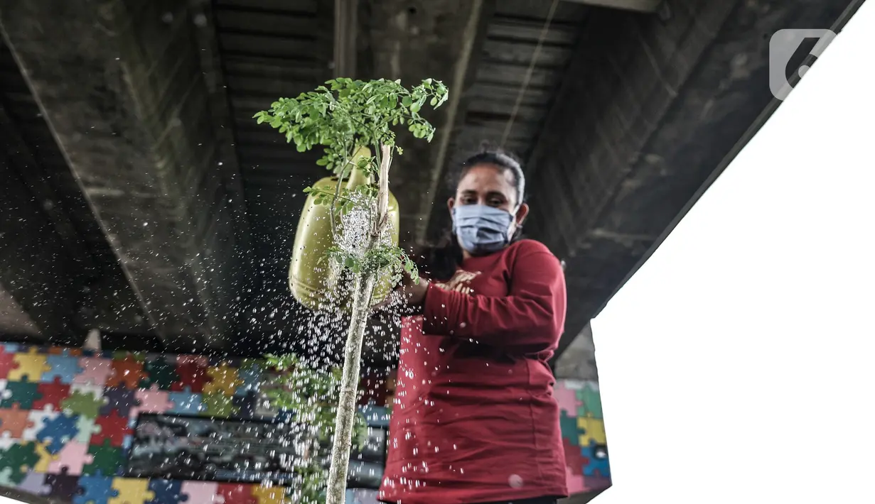 Warga melakukan perawatan taman sayur di kolong flyover Cipinang, Jakarta, Senin (1/2/2021). Selain sayur seperti sawi dan kangkung, taman ini juga dilengkapi kolam ikan yang hasil panennya untuk dikonsumsi oleh warga sebagai program ketahanan pangan. (merdeka.com/Iqbal S. Nugroho)