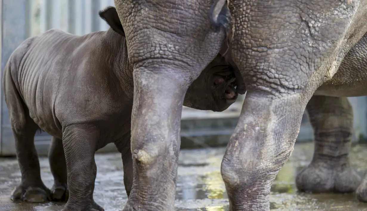 Bayi badak jantan yang lahir pada 18 Februari menyusui induknya Hekaw di kandang mereka di taman zoologi Amneville, di Amneville, Prancis timur (25/2/2022). Ini adalah badak putih kelahiran ketiga yang lahir dalam empat bulan terakhir di kebun binatang tersebut. (AFP/Jean-Christophe)