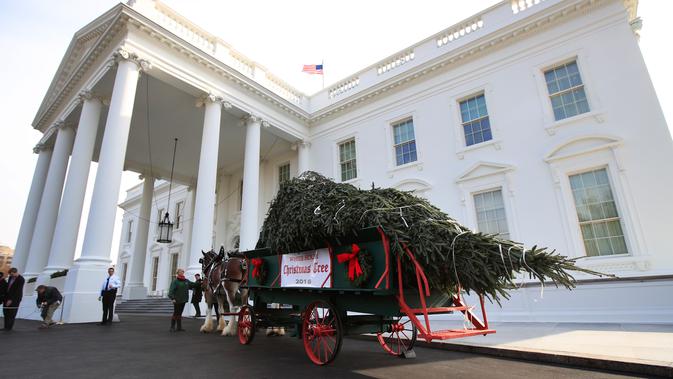 Kereta kuda yang membawa pohon Natal resmi Gedung Putih tiba di Gedung Putih, Washington, Senin (19/11). Pohon cemara setinggi hampir 6 meter itu akan dipajang di Ruang Biru Gedung Putih sejak tahun 1966. (AP/Manuel Balce Ceneta)