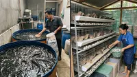 Perbandingan Ternak Lele vs Puyuh di Lahan Sempit, Mana yang Lebih Untung?