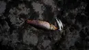 Ikan mati mengapung di tepi Sungai Salado, Provinsi Buenos Aires, Argentina, 22 Januari 2023. (AP Photo/Natacha Pisarenko)