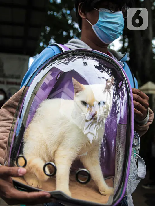 Warga membawa kucing untuk disuntik vaksin antirabies secara gratis di kawasan Tebet, Jakarta, Selasa (16/11/2021). Vaksinasi dilakukan untuk menghindari dan mengantisipasi penyebaran penyakit rabies kepada hewan peliharaan. (Liputan6.com/Faizal Fanani)