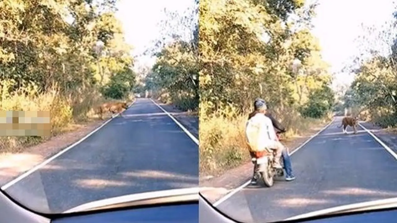 Viral Pengendara Motor Kaget Dicegat Harimau di Tengah Jalan, Bikin Panik (Sumber: TikTok/@dadi5762)