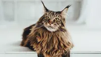 Ilustrasi maine coon | vetschoice.guildinsurance.com.au