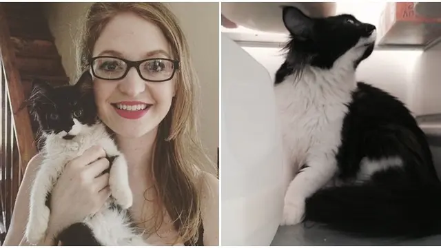 Punya Kebiasaan Unik, Kucing Ini Suka Main di Dalam Kulkas