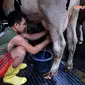 Aktivitas Pekerja Pabrik susu sapi di kawasan Duren Tiga, Jakarta, Kamis (3/4/2014) (Liputan6.com/Johan Tallo).