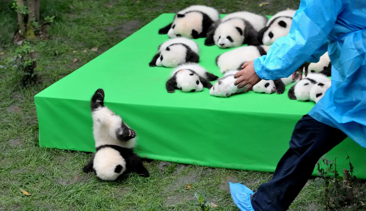 Seekor bayi panda jatuh terjungkal saat dipamerkan di atas panggung di pusat penelitian panda di Chengdu, Sichuan, China, Kamis (29/9). Sebanyak 23 anak panda yang dilahirkan di tempat tersebut dihadirkan pada panggung ini. (China Daily/via REUTERS)