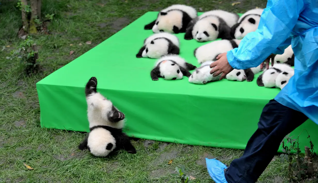 Seekor bayi panda jatuh terjungkal saat dipamerkan di atas panggung di pusat penelitian panda di Chengdu, Sichuan, China, Kamis (29/9). Sebanyak 23 anak panda yang dilahirkan di tempat tersebut dihadirkan pada panggung ini. (China Daily/via REUTERS)