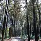 Pohon Pinus (Via: hellobogor.com)