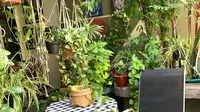 Deretan tanaman Devi Natalia, penggiat tanaman yang kerap berbagai cerita dan tips melalui akun Instagram @kebun.devi. (dok. Instagram @kebun.devi/https://www.instagram.com/p/CDDVR0XDgmE/Putu Elmira)