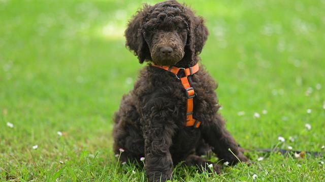 Standard Poodle