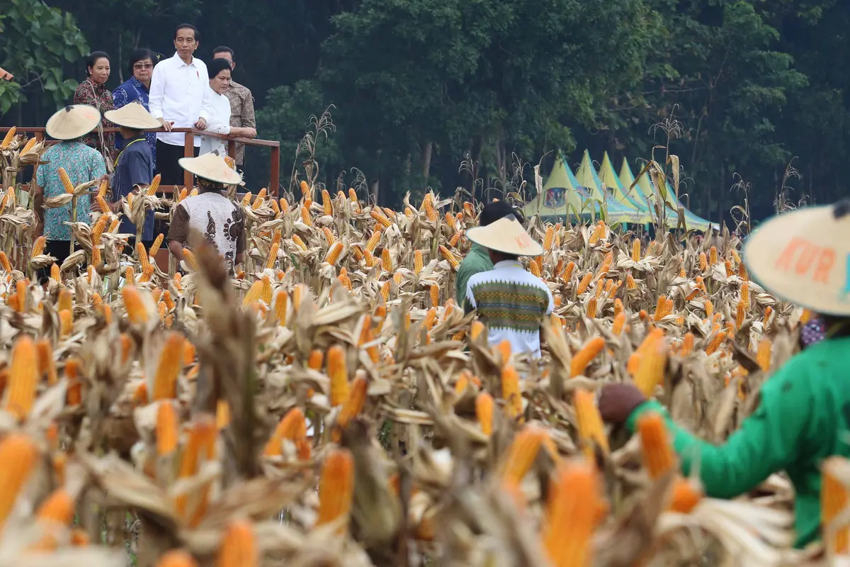 Jokowi Hadiri Panen Raya Jagung di Tuban