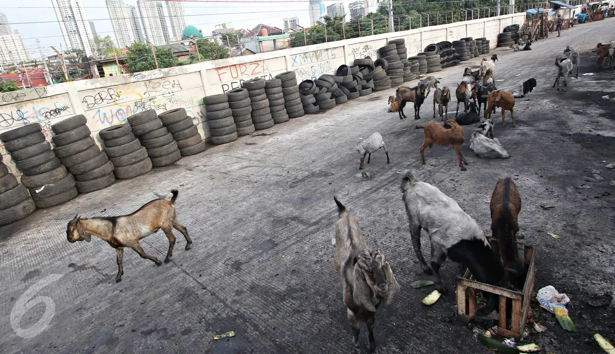 Puluhan kambing berkeliaran di jalur inspeksi Kanal Banjir Barat, Jakarta, Rabu (17/2). Kurangnya ruang terbuka hijau membuat peternak terpaksa mengembalakan hewan ternaknya di tempat yang tidak semestinya. (Liputan6.com/Immanuel Antonius)