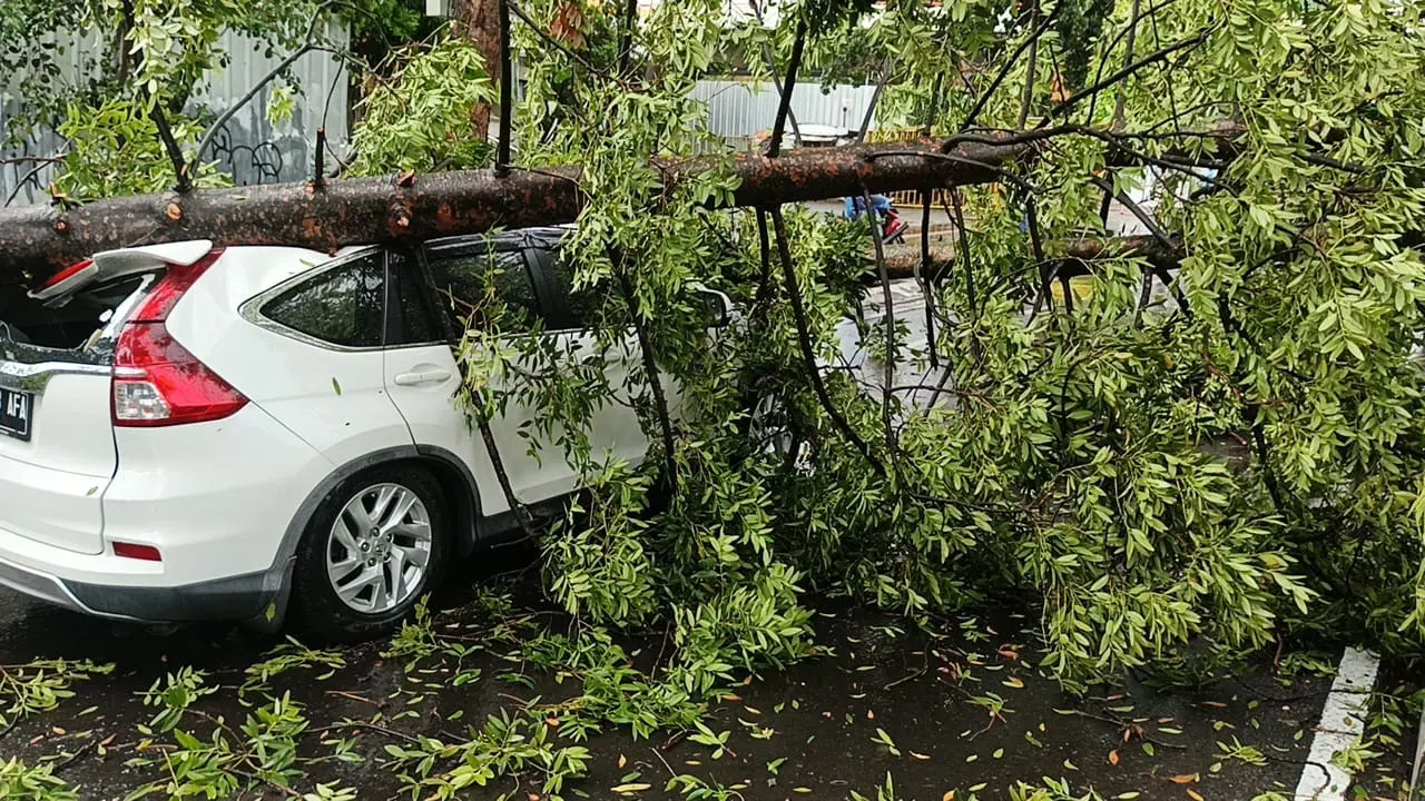 Pohon tumbang di Bandung. (Liputan6.com/Dikdik Ripaldi)
