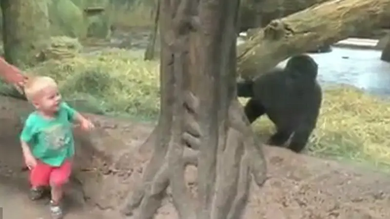  Video Lucu Balita dan Bayi Gorila Main Petak Umpet