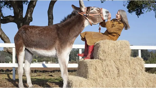 Courtesy Telegraph.co.uk