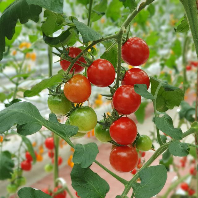 Ilustrasi menanam tomat