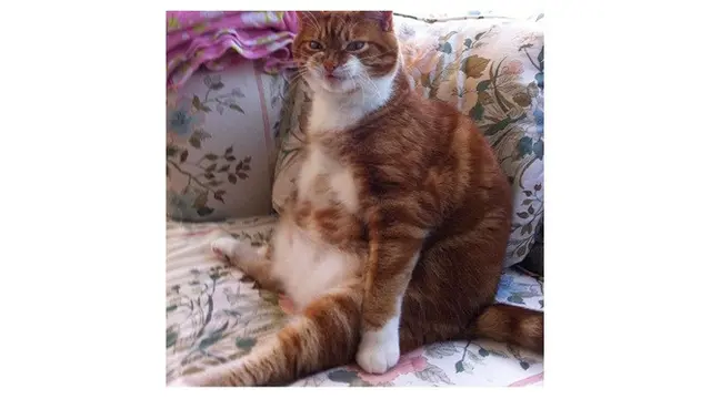7 Potret Pose Kucing saat Duduk Ini Bikin Geleng Kepala