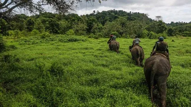 Gajah Sumatera yang berada di Taman Nasional Bukit Barisan Selatan (TNBBS) Lampung. Foto : (Istimewa).