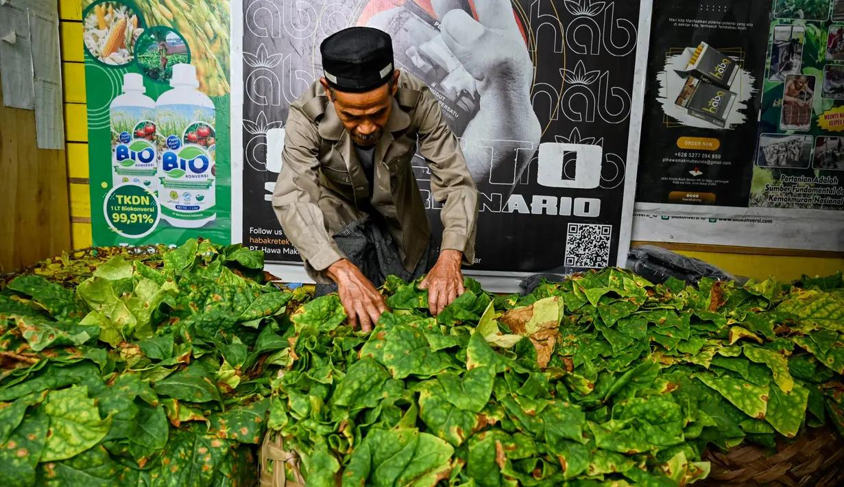 Anggaran negara juga berpotensi defisit, karena cukai hasil tembakau menyumbang Rp 216,9 triliun atau sekitar 72% dari total penerimaan kepabeanan dan cukai pada tahun 2024. (CHAIDEER MAHYUDDIN/AFP)