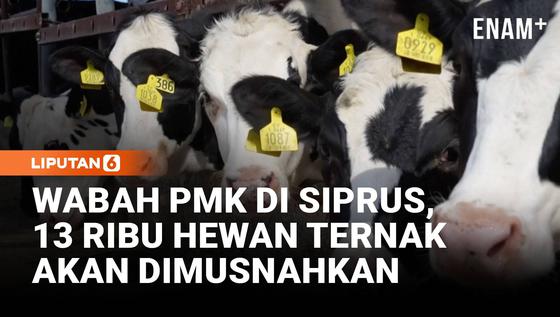 Darurat Wabah PMK di Siprus, Ribuan Hewan Ternak Terancam Dimusnahkan