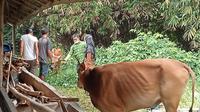 Sapi milik Tami, petani sapi di Kampung Cikunir, RT 06 RW 03, Jakamulya, Bekasi Selatan, Kota Bekasi, Jawa Barat, (Liputan6.com/Bam Sinulingga)