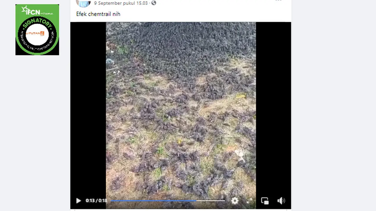 Cek Fakta Liputan6.com mendapati klaim burung pipit di Bali berjatuhan dan mati akibat efek chemtrail