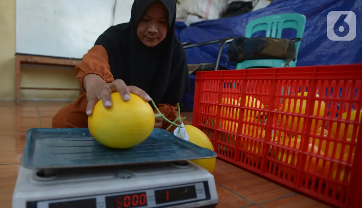 Petani kota menimbang buah Melon Golden saat panen di kawasan  pemukiman  pemulung, Jakarta, Jumat (18/11/2022). Penanaman buah melon dengan sistem hidroponik  mampu memanen  buah melon sebanyak 160 buah dengan masing-masing berat per buahnya antara 1 hingga 1,5 kilogram di lahan urban farming sempit. (merdeka.com/Imam Buhori)