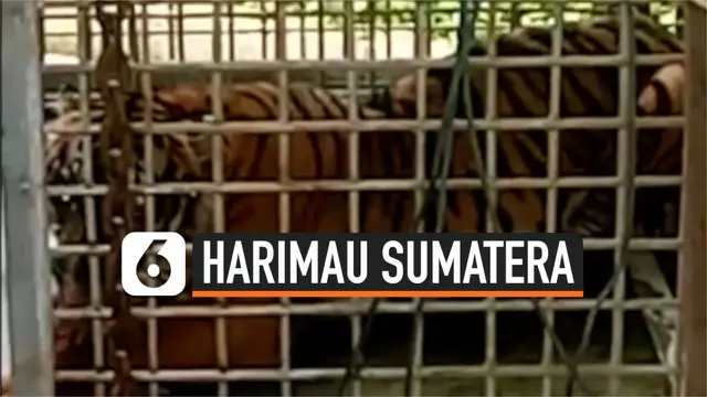 VIDEO: Detik-Detik Evakuasi Harimau Sumatera Terjerat 3 Hari di Hutan