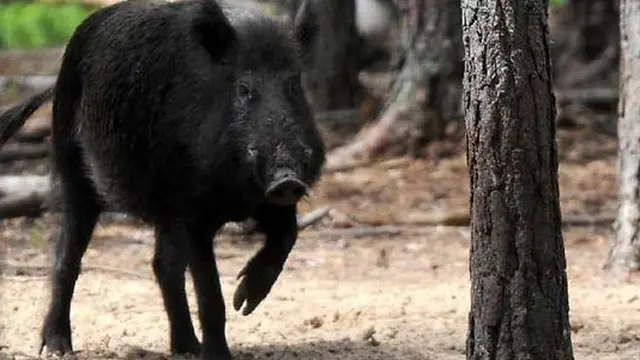 Babi hutan Ngamuk di Kota Praha, Pejalan kaki Diseruduk