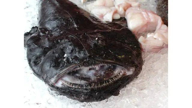 5 Hewan Laut Berwujud Aneh dengan Rasa Lezat