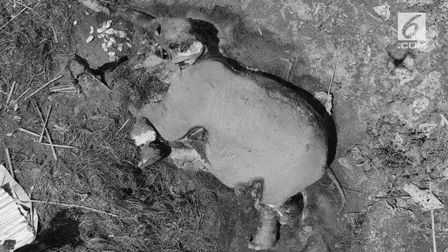 Seekor gajah liar berjenis kelamin betina ditemukan mati mengenaskan diwilayah Hutan Produksi Air Tramang, Desa Retak Mudik Kabupaten Mukomuko, Bengkulu.