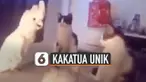 Kocak yang dilakukan oleh seekor burung kakatua ini. Ketika sedang dikepung oleh tiga kucing, ia mengeong seperti layaknya kucing pada umumnya.