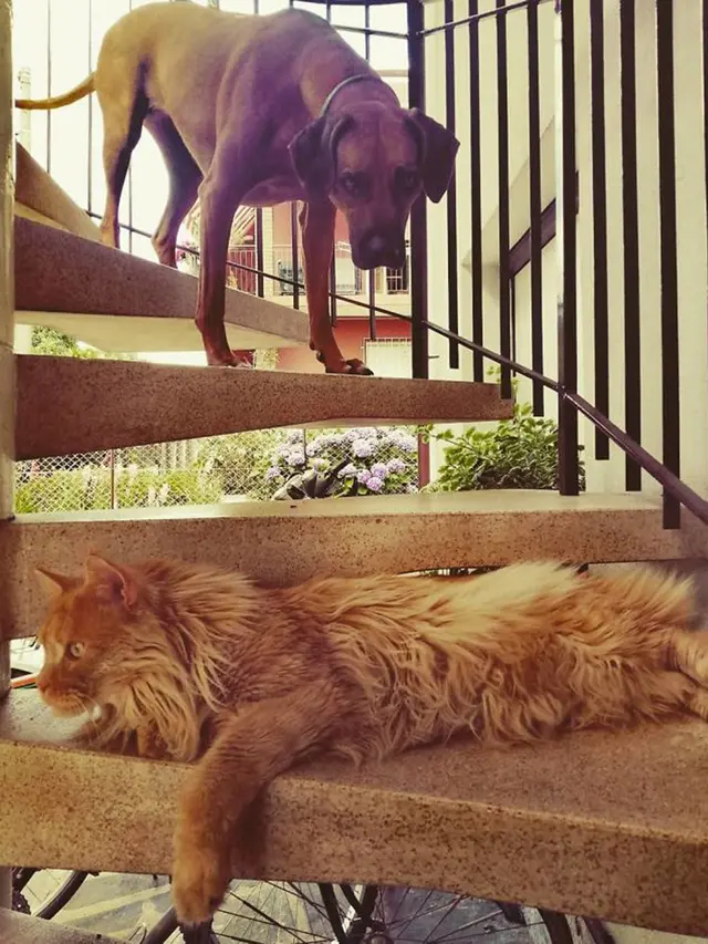 kucing vs anjing