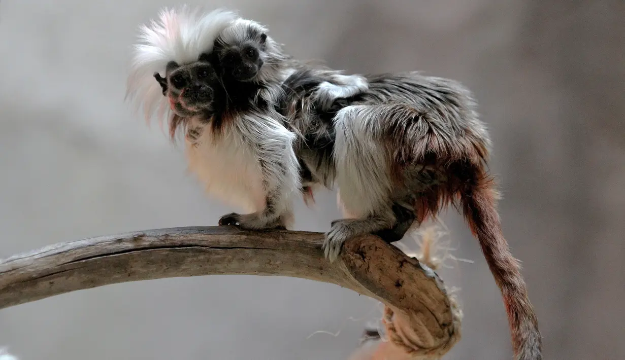Cotton top tamarin atau tamarin berambut kapas membawa anaknya yang lahir di penangkaran Kebun Binatang Guadalajara, di negara bagian Jalisco, Meksiko, Rabu (19/2/2020). Cotton Top Tamarin merupakan satwa asli dari Amerika Selatan dan banyak tersebar di negara Kolombia. (Ulises Ruiz/AFP)