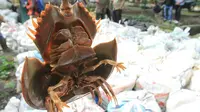 Belangkas yang dikenal sebagai satwa laut dangkal yang membantu penguraian sampah. (Liputan6.com/Istimewa/M Syukur)